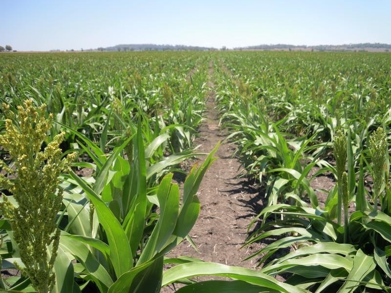 0 Kincora Road, Pittsworth QLD 4356