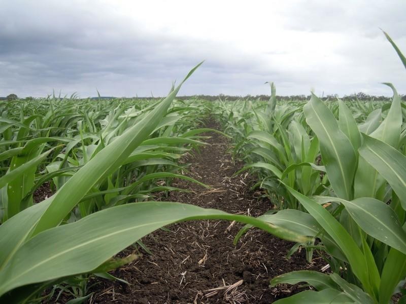 2189 Clifton Leyburn Road, Clifton QLD 4361