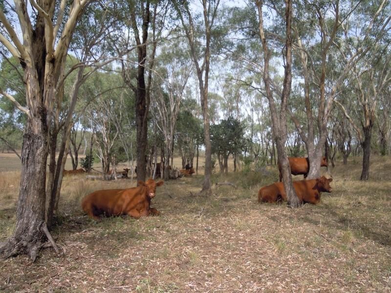 0 Pittsworth-Felton Road, Felton QLD 4358