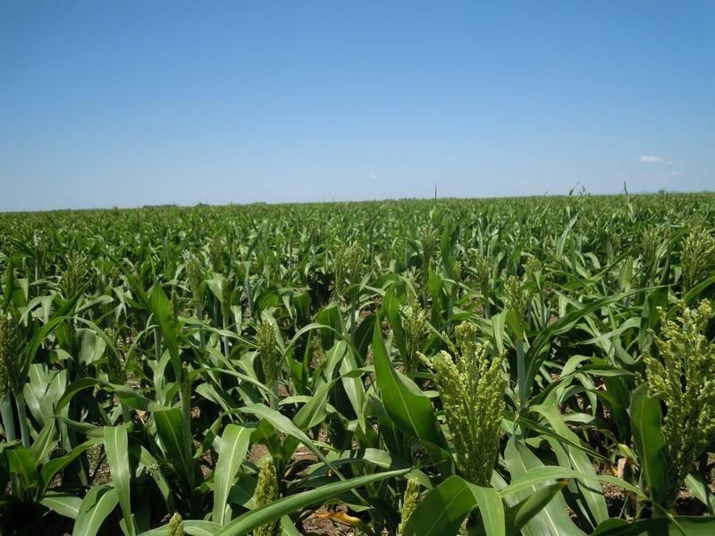 505 Carter Road, Formartin QLD 4404