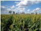 3590 Toowoomba Cecil Plains Road, Mount Tyson QLD 4356