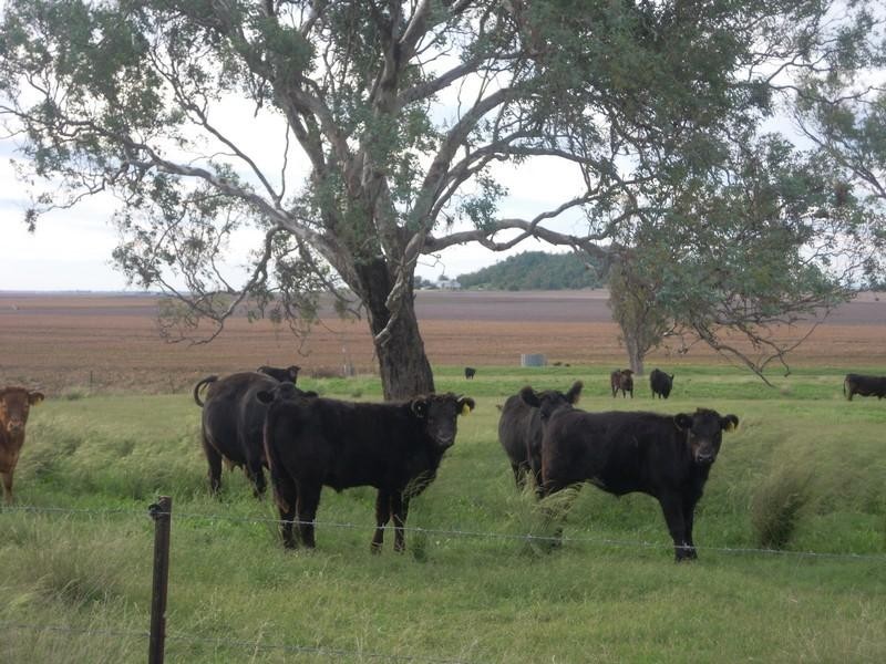 Lot 46 Toowoomba Cecil Plains Road, Mount Tyson QLD 4356