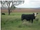 Lot 46 Toowoomba Cecil Plains Road, Mount Tyson QLD 4356