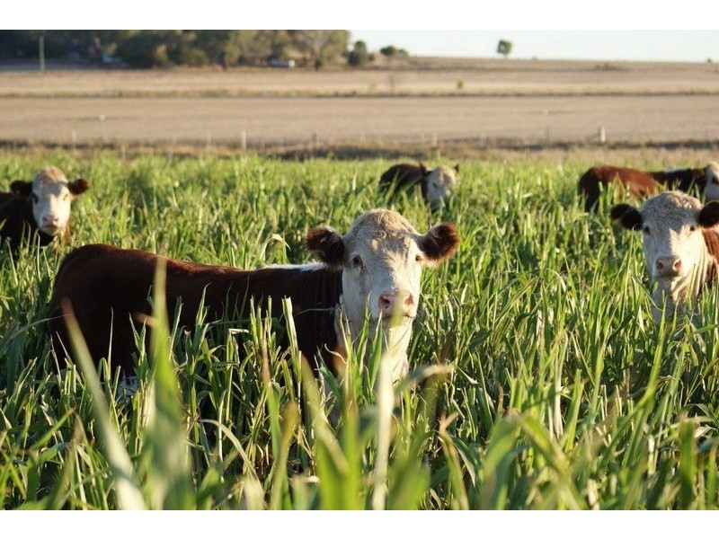 3775 Toowoomba Karara Road, Felton South QLD 4358