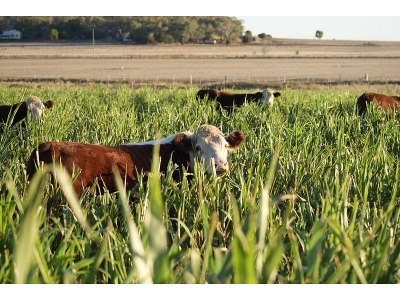 3775 Toowoomba Karara Road, Felton South QLD 4358