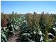 0 Cosgrove Road, Dalby QLD 4405