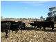 1 Berghofers Road, Pittsworth QLD 4356