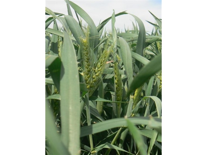 176 Bongeen School Road, Bongeen QLD 4356