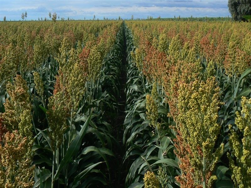 176 Bongeen School Road, Bongeen QLD 4356