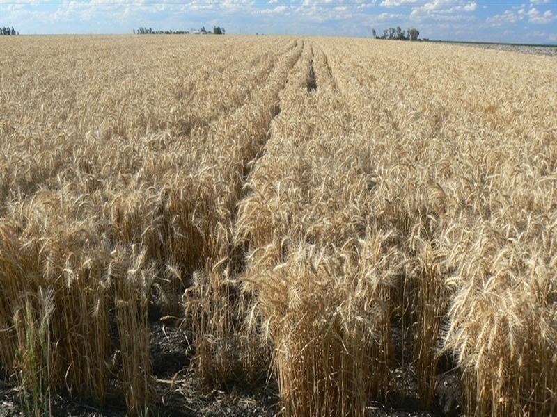 176 Bongeen School Road, Bongeen QLD 4356