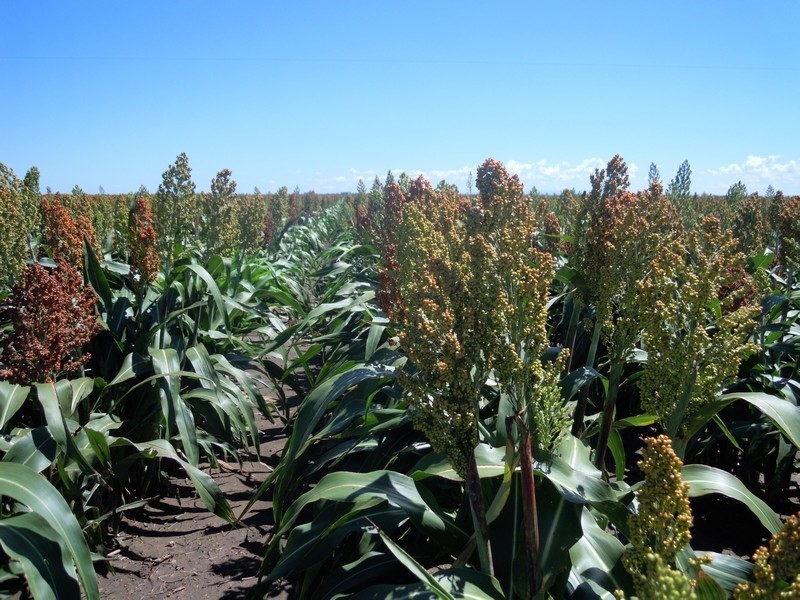 0 Cosgrove Road, Dalby QLD 4405