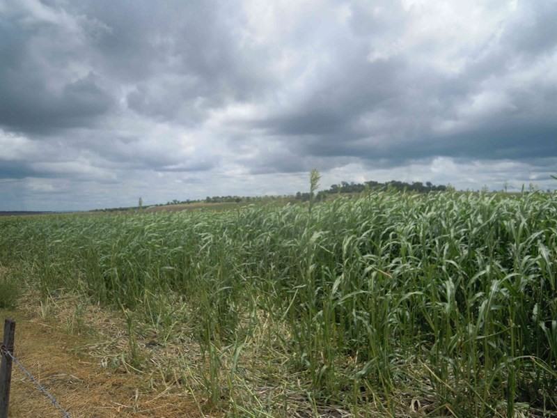 393 MURLAGGAN Road, Yarranlea QLD 4356