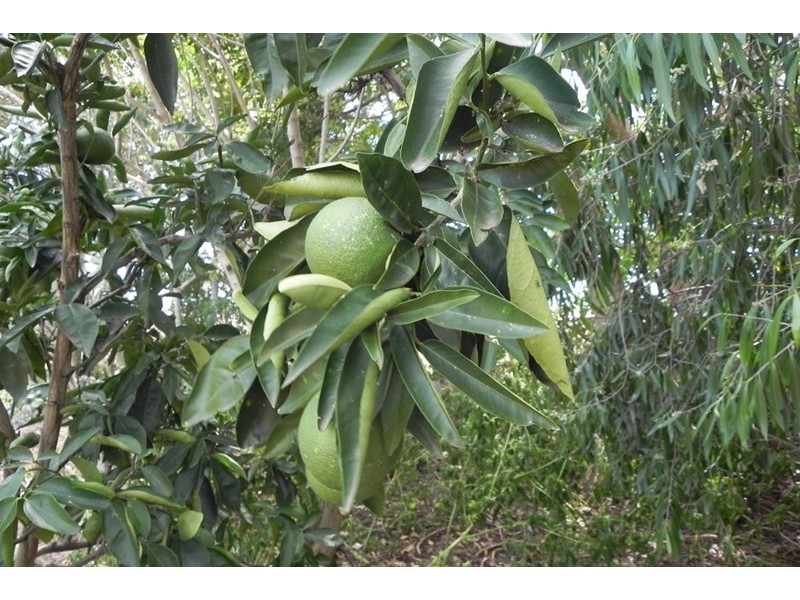 40 John, Southbrook QLD 4363