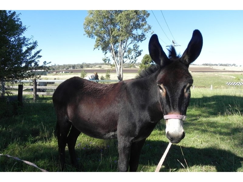 1 Weale, Pittsworth QLD 4356