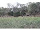 Pittsworth QLD 4356
