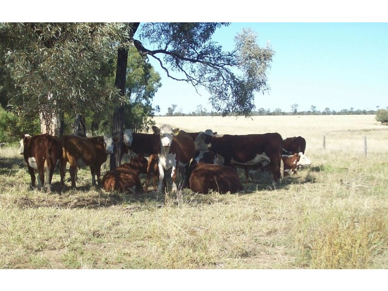 409 Corbetts, Dulacca QLD 4425