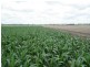 555 Brymaroo-Irvingdale Road, Pittsworth QLD 4356