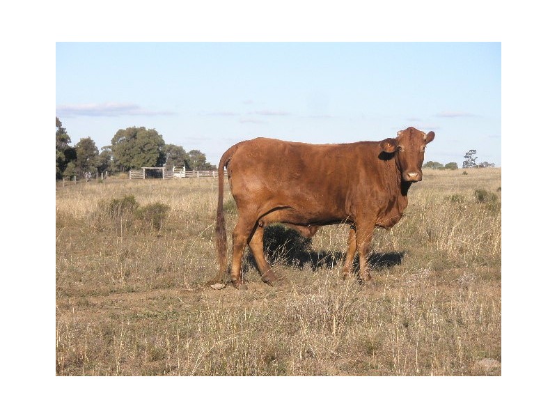 424 Lavelle Road, Millmerran QLD 4357