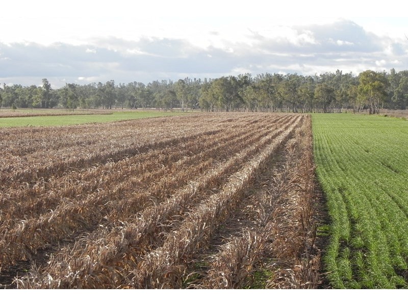 2136 Clifton-Leyburn Road, Ellangowan QLD 4361