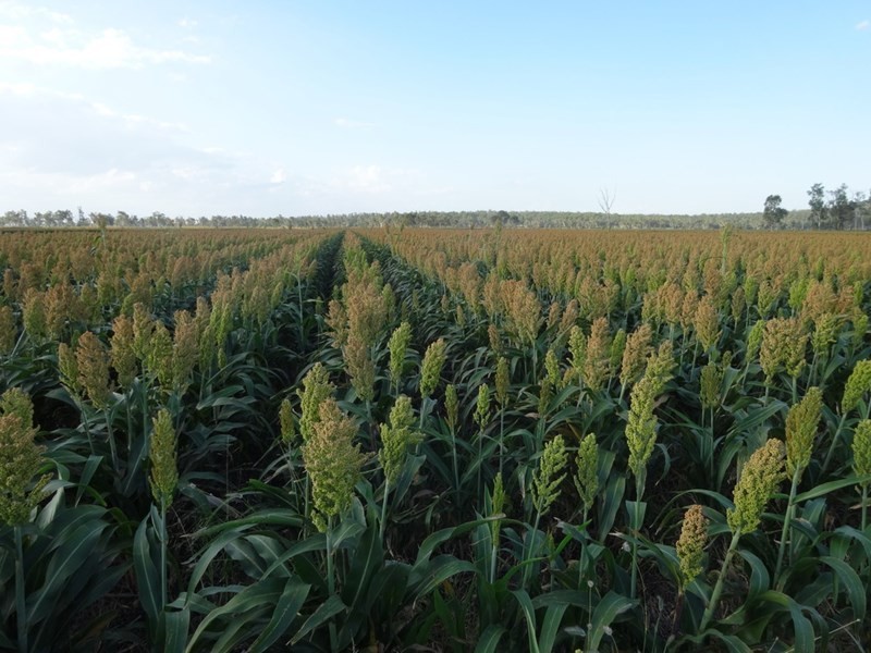 2136 Clifton-Leyburn Road, Ellangowan QLD 4361