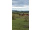420 Rosenberger Road, Wyreema QLD 4352