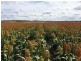 Pittsworth QLD 4356