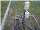 0 Jentz Road, Scrubby Mountain QLD 4356