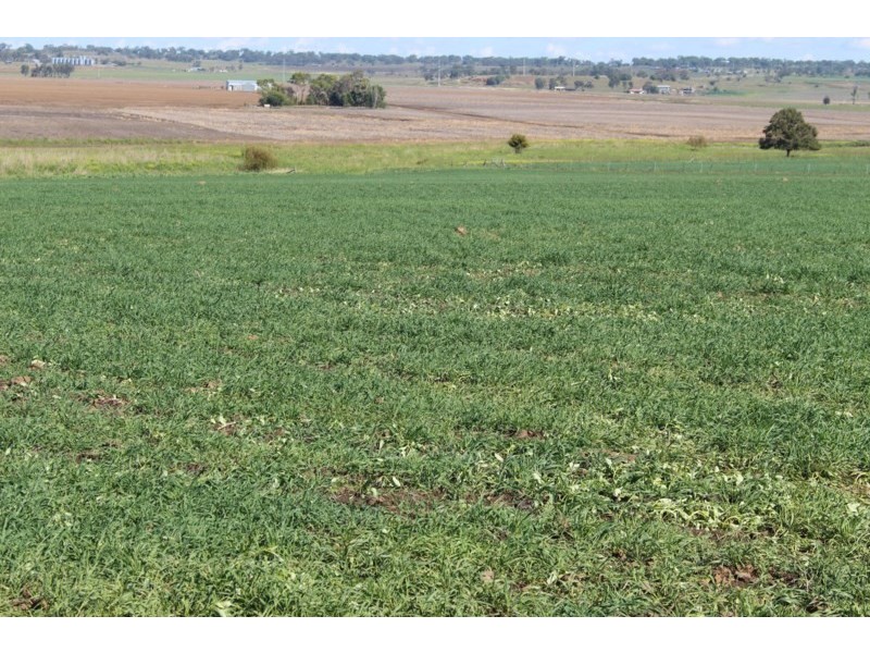 0 Henningson Road, Oakey QLD 4401