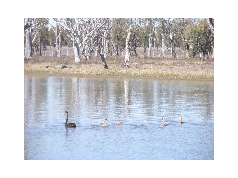 0 Lemontree-Bostock Road, Millmerran QLD 4357