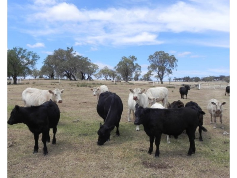 438 Berghofers Road, Athol QLD 4350