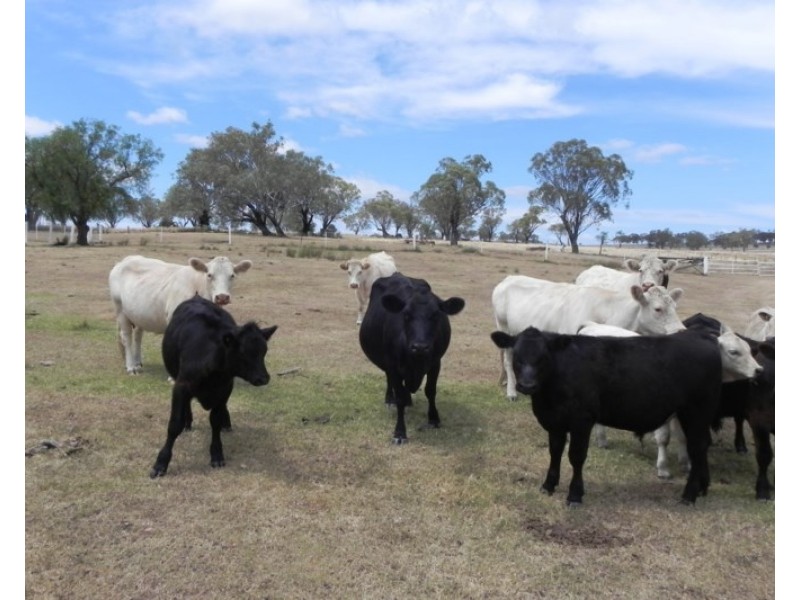 438 Berghofers Road, Athol QLD 4350