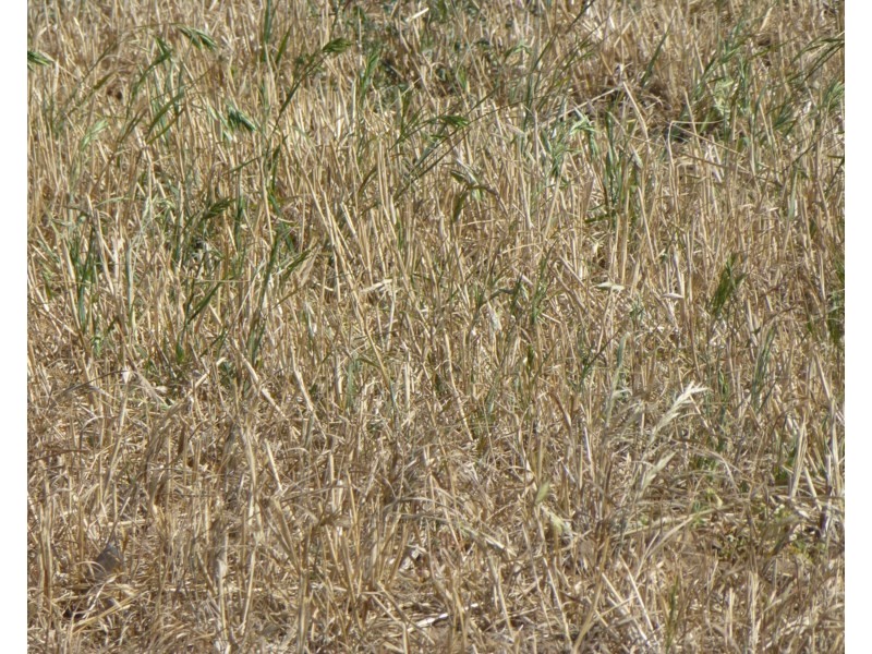 3278 Oakey Cooyar Road, Kulpi QLD 4352