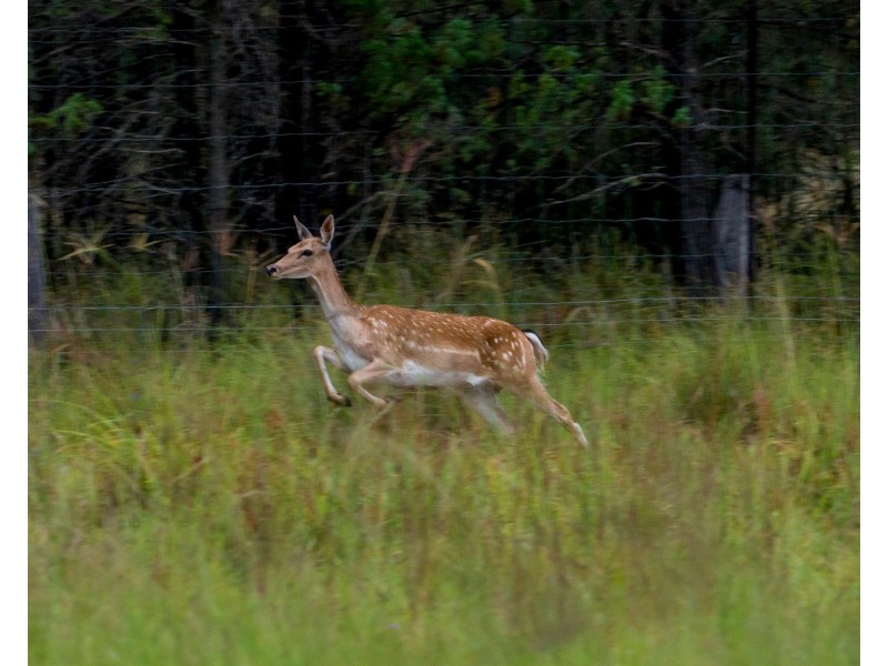 0 Dalmere Road, Leyburn QLD 4365