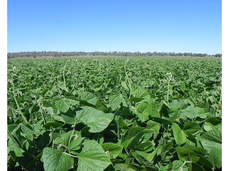 258 Motley Road, Mount Tyson QLD 4356