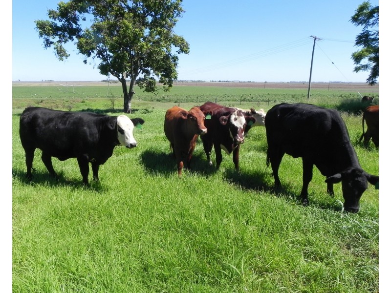 258 Motley Road, Mount Tyson QLD 4356