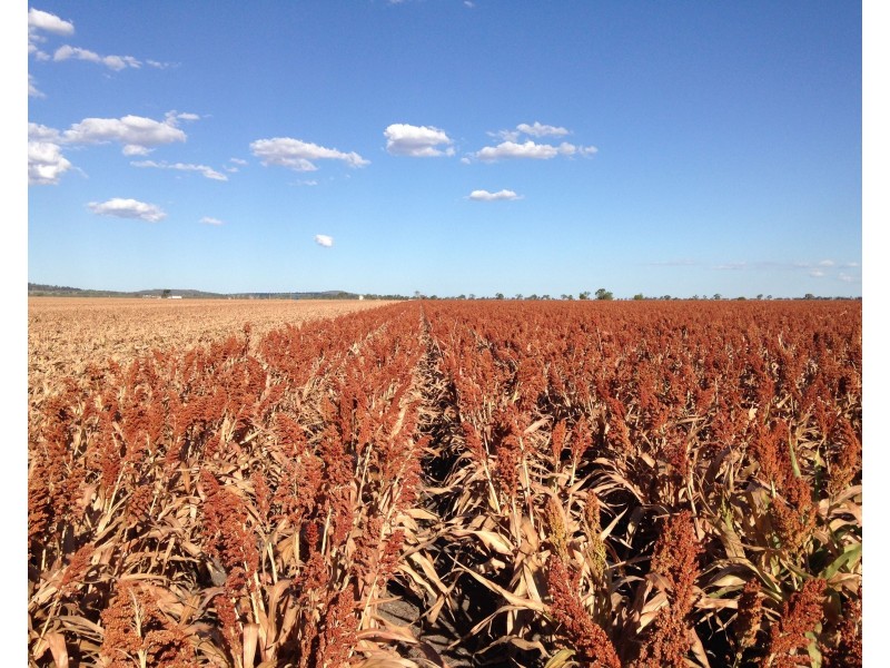 1040 Mann-Silo Road, Brookstead QLD 4364