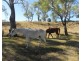 1354 Pittsworth-Felton Road, Pittsworth QLD 4356