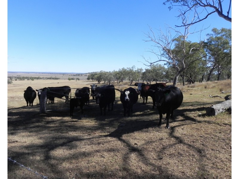 1354 Pittsworth-Felton Road, Pittsworth QLD 4356