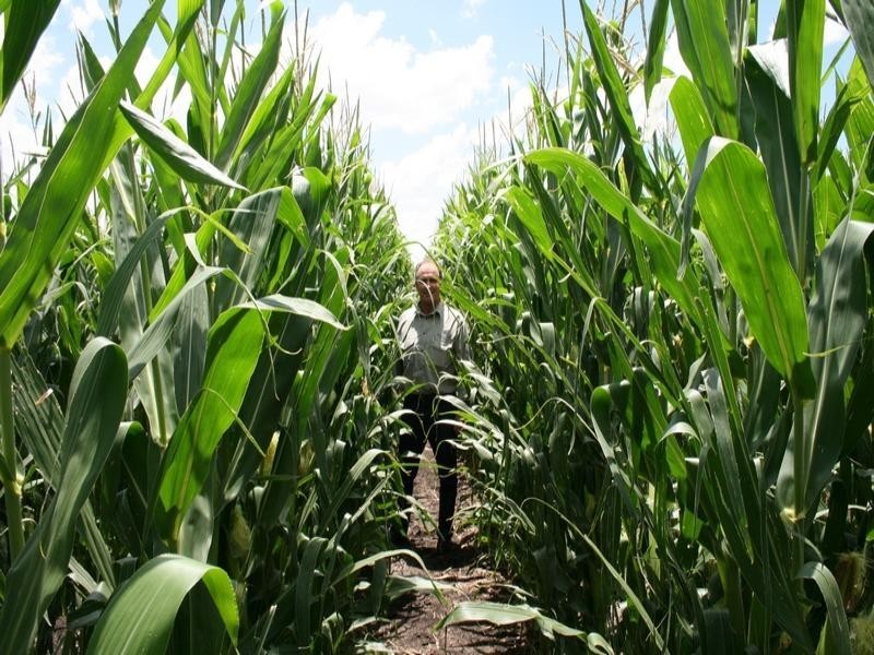 492 Strathane Road, Clifton QLD 4361