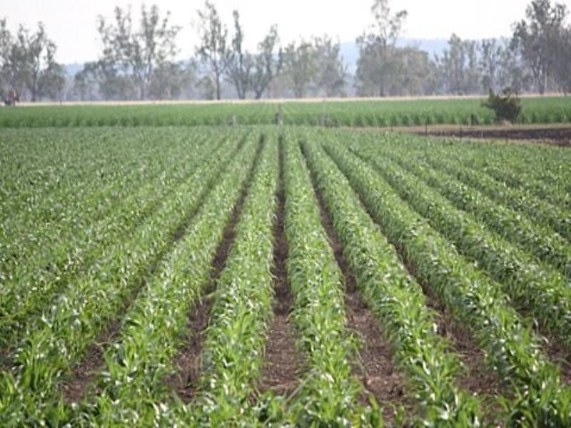 492 Strathane Road, Clifton QLD 4361