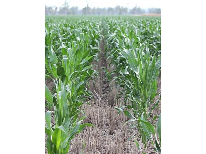 492 Strathane Road, Clifton QLD 4361