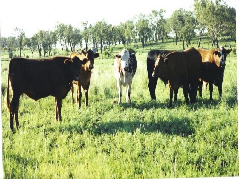79 Ehrlich Rd Linthorpe, Pittsworth QLD 4356