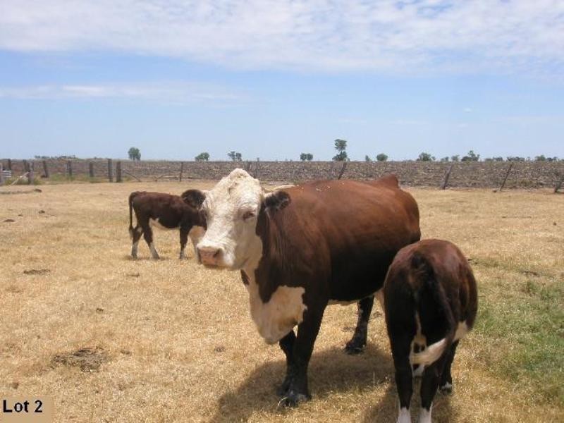 Yarranvale Gore Highway, Pittsworth QLD 4356