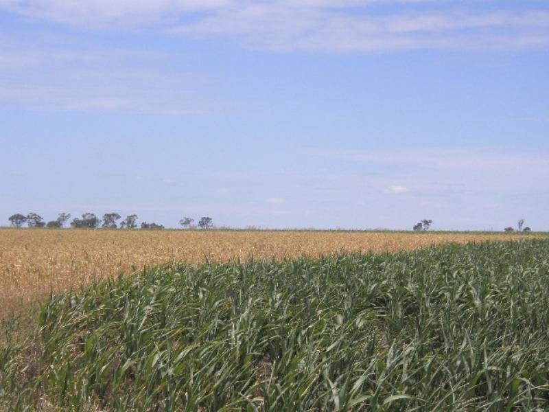 0 Mann Silo Road Brookstead, Pittsworth QLD 4356