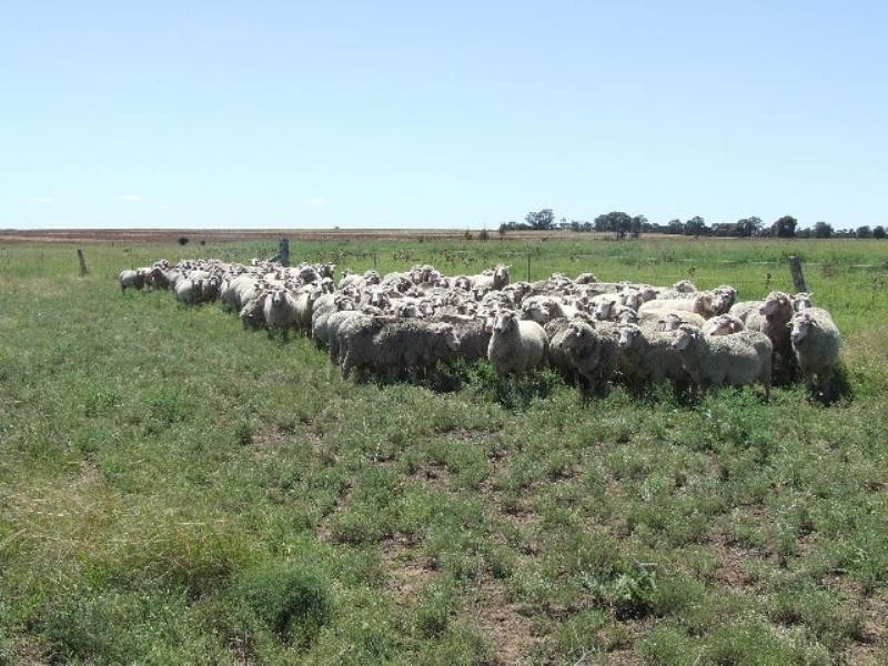 85 Lavelle Road, Millmerran QLD 4357