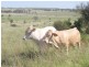0 Heckles Road, Millmerran QLD 4357