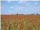 0 Mann Silo Road, Brookstead QLD 4364