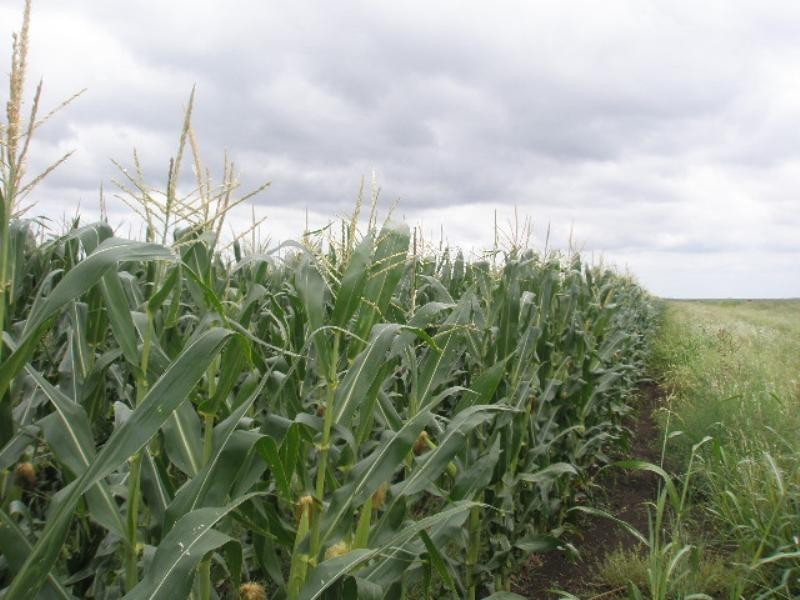 0 Cockburns Road, Oakey QLD 4401