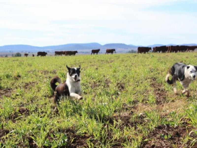 0 Old Elphinstone Road, Clifton QLD 4361