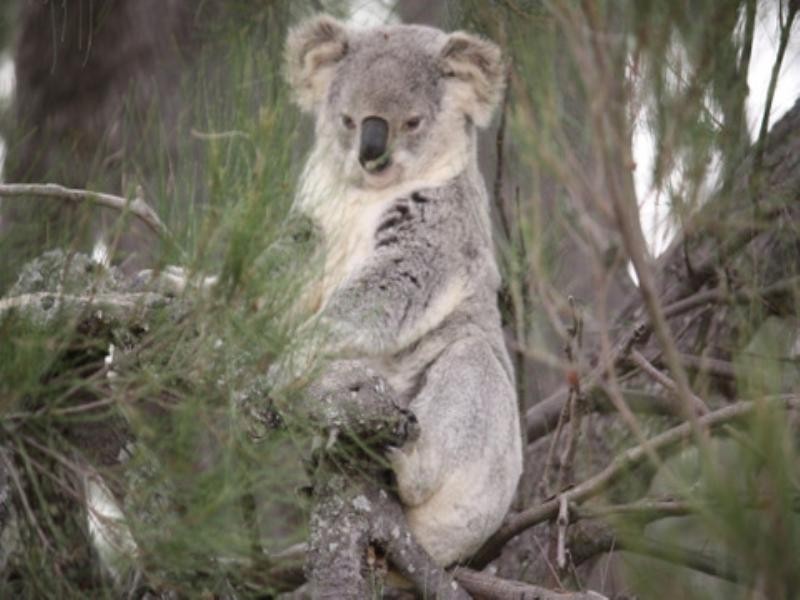 0 Passmore Road, Clifton QLD 4361